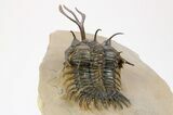Trident Walliserops Trilobite - Foum Zguid, Morocco #252527-4